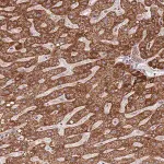 Merck Anti-IVD antibody produced in rabbit