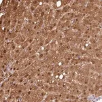 Merck Anti-VN1R2 antibody produced in rabbit