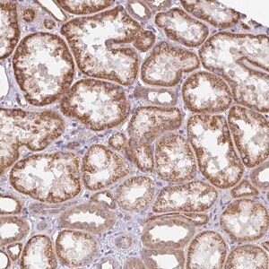 Merck Anti-DLEU7 antibody produced in rabbit