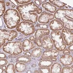 Merck Anti-DLEU7 antibody produced in rabbit