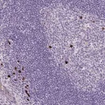 Merck Anti-ARRDC2 antibody produced in rabbit