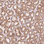 Merck Anti-PRSS48 antibody produced in rabbit