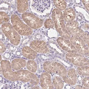 Merck Anti-CTU1 antibody produced in rabbit