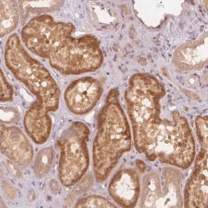 Merck Anti-PCDHB1 antibody produced in rabbit