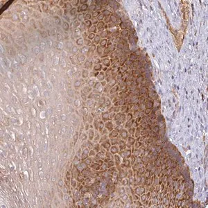 Merck Anti-GALP antibody produced in rabbit