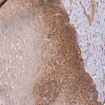 Merck Anti-GALP antibody produced in rabbit