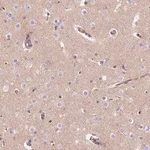 Merck Anti-TMEM235 antibody produced in rabbit