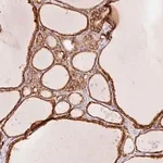 Merck Anti-OR13C3 antibody produced in rabbit