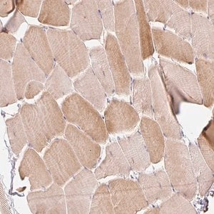 Merck Anti-EMC10 antibody produced in rabbit