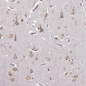 Merck Anti-GABRG3 antibody produced in rabbit