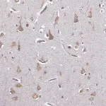 Merck Anti-GABRG3 antibody produced in rabbit