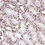 Merck Anti-TMEM184C antibody produced in rabbit