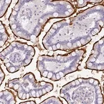 Merck Anti-OR52N1 antibody produced in rabbit