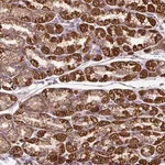Merck Anti-TM2D3 antibody produced in rabbit