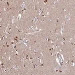 Merck Anti-PRR5 antibody produced in rabbit