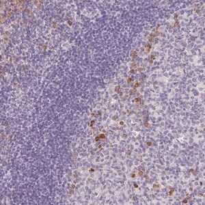 Merck Anti-FAM46C antibody produced in rabbit