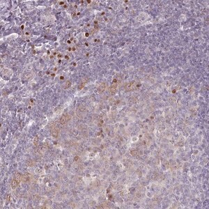 Merck Anti-ZBTB6 antibody produced in rabbit