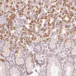 Merck Anti-TOB2 antibody produced in rabbit