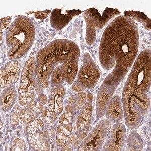 Merck Anti-FER1L6 antibody produced in rabbit