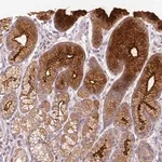 Merck Anti-FER1L6 antibody produced in rabbit