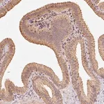 Merck Anti-RAB35 antibody produced in rabbit