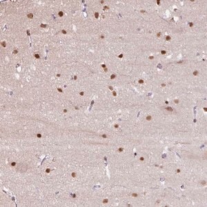 Merck Anti-TAF1A antibody produced in rabbit