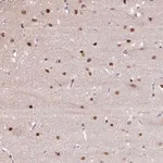 Merck Anti-TAF1A antibody produced in rabbit