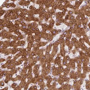 Merck Anti-DISP3 antibody produced in rabbit
