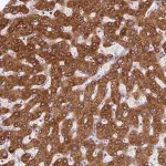 Merck Anti-DISP3 antibody produced in rabbit