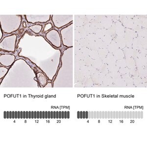 Merck Anti-POFUT1 antibody produced in rabbit