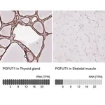 Merck Anti-POFUT1 antibody produced in rabbit
