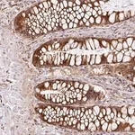 Merck Anti-RAB30 antibody produced in rabbit