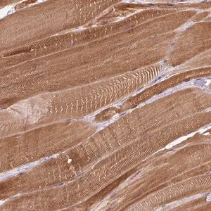 Merck Anti-FAM65C antibody produced in rabbit