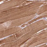 Merck Anti-FAM65C antibody produced in rabbit