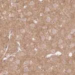 Merck Anti-FLRT1 antibody produced in rabbit