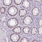 Merck Anti-NR1D2 antibody produced in rabbit