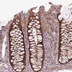 Merck Anti-ZSWIM7 antibody produced in rabbit