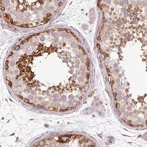 Merck Anti-MAP1S antibody produced in rabbit