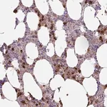 Merck Anti-TDRD15 antibody produced in rabbit