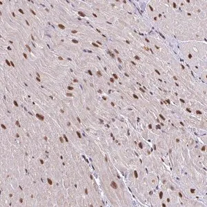 Merck Anti-ABCA9 antibody produced in rabbit