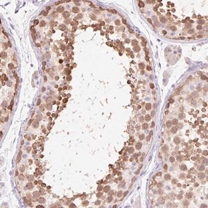 Merck Anti-ZNF121 antibody produced in rabbit