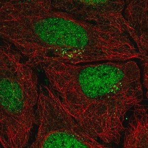Merck Anti-PPP1R1C antibody produced in rabbit