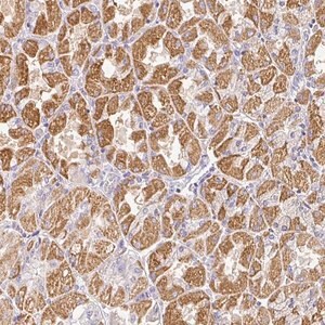 Merck Anti-RPS2 antibody produced in rabbit