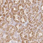 Merck Anti-RPS2 antibody produced in rabbit