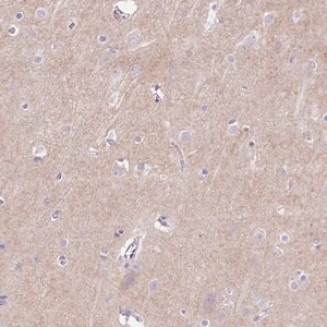 Merck Anti-PRRT1 antibody produced in rabbit