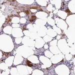 Merck Anti-ESPNL antibody produced in rabbit