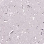 Merck Anti-TMEM151B antibody produced in rabbit