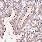 Merck Anti-OR8K1 antibody produced in rabbit