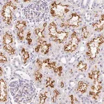 Merck Anti-ASB4 antibody produced in rabbit