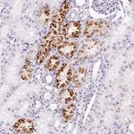 Merck Anti-TMEM200B antibody produced in rabbit